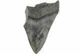 Partial Megalodon Tooth #194053-1